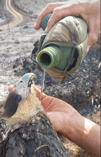 Gavião com ferimentos sendo socorrido por brigadistas. (Crédito: AMDA)