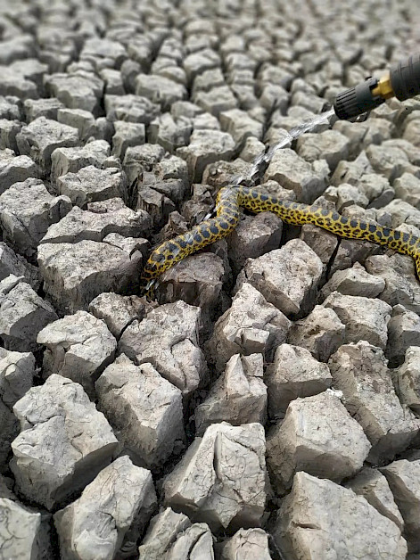 Bombeiros tentam salvar serpente em área devastada pelo fogo, no Pantanal de MS. (Foto: Corpo de Bombeiros/Divulgação)