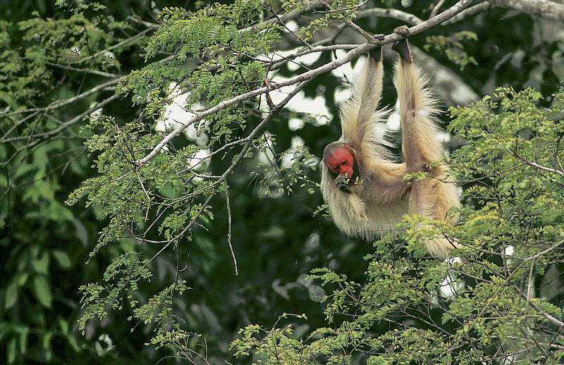 A proteção do uacari-branco, macaco endêmico e ameaçado de extinção, foi o motivo que levou Márcio Ayres e Luiz Claudio Marigo a proporem a criação da Reserva de Desenvolvimento Sustentável Mamirauá, na Amazônia. (Crédito: Luiz Claudio Marigo)