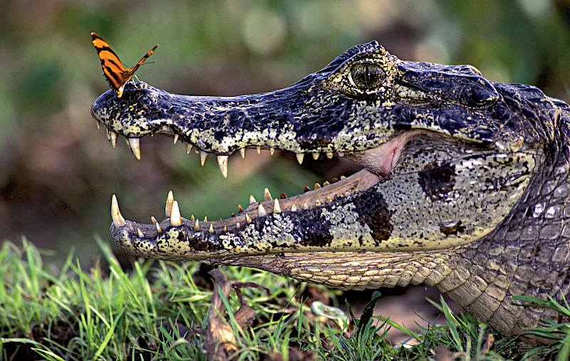 Jacaretinga (Caiman crocodilus) com borboleta (Dryas julia) no Pantanal de Mato Grosso do Sul. (Crédito: Luiz Claudio Marigo)