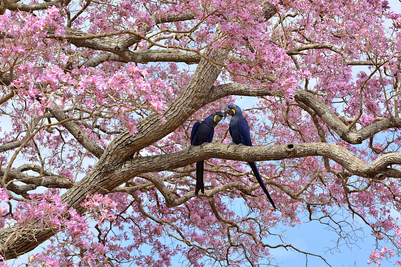 Casal de araras-azuis-grandes (Anodorhynchus hyacinthinus) num ipê-rosa no Pantanal de Mato Grosso. (Crédito: Luiz Claudio Marigo)