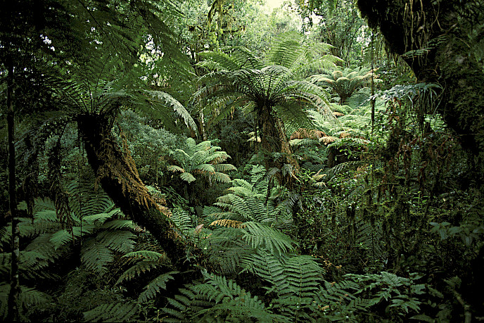 Floresta de xaxins, samambaias gigantes ameaçadas de extinção, no Parque Nacional de Itaimbezinho, no Rio Grande do Sul. (Crédito: Luiz Claudio Marigo)