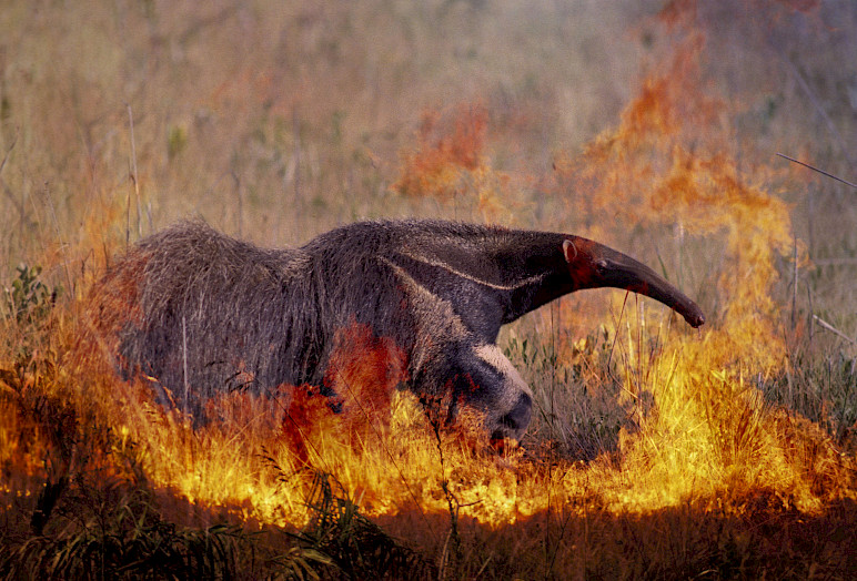 Montagem de duas fotografias: queimada e  tamanduá vivo, no Parque Nacional das Emas, em Goiás. (Crédito: Luiz Claudio Marigo)